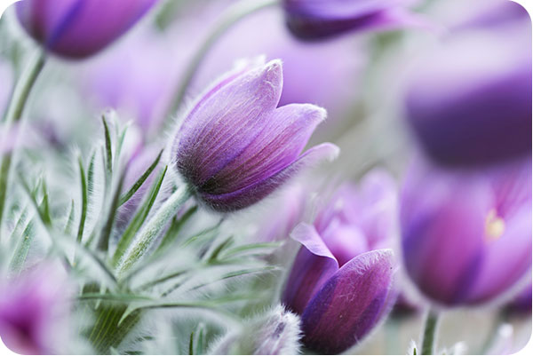 tulips on Robins past clients testimonials